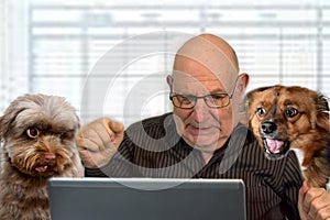 Senior boss works in his office . He and his dogs look horrified at the computer screen