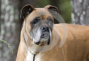 Senior Boxer dog with cherry eye