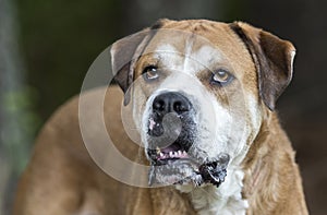 Senior Boxer Lab mixed breed dog