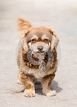 Senior brown and beige stray dog. Little fuzzy mutt with brown eyes looking at camera.