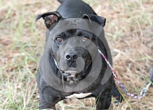 Senior bulldog mix breed dog outside on leash