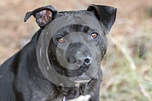 Senior bulldog mix breed dog rescue