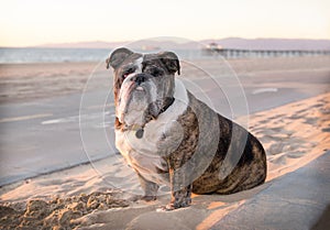Senior bulldog sits on the sandy beach by a bikepath