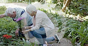 Senior caucasian couple planting flowers in sunny garden, slow motion