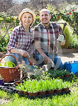 Senior cheerful couple engaged in gardening