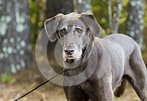 Senior Chocolate Labrador Retriever