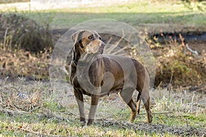 Senior Chocolate Labrador Retriever Dog