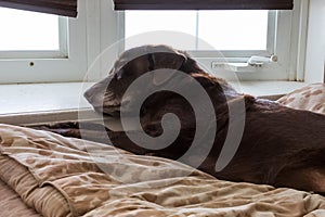 Senior chocolate labrador retriever with gray muzzle is laying on windowsill of bay window