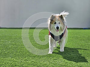 Senior chubby dog wearing T shirt standing on the green glass with white wall