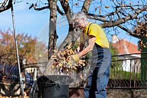 Senior collecting fallen autumn leaves in the yard