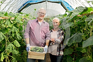 Senior couple with box of cucumbers on farm