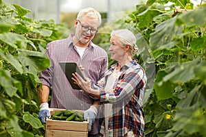 Senior couple with cucumbers and tablet pc on farm