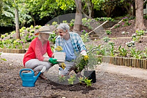 Senior couple gardening