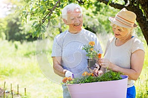 Senior couple gardening