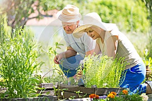 Senior couple gardening