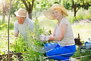 Senior couple gardening