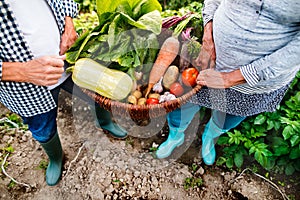 Senior couple gardening in the backyard garden.