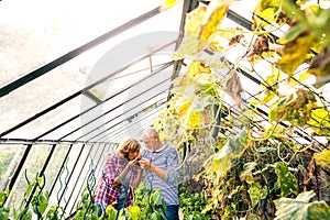 Senior couple gardening in the backyard garden.