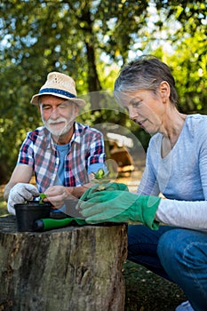 Senior couple gardening in the garden