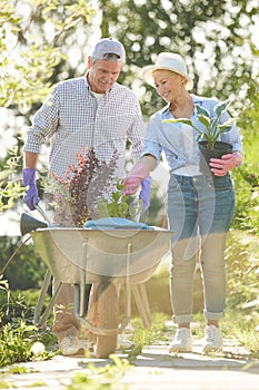 Senior Couple Gardening in Sunlight