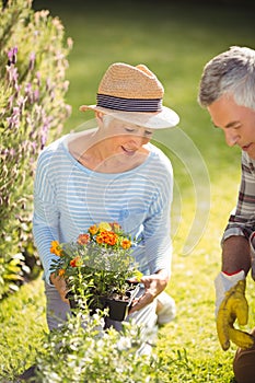 Senior couple gardening together