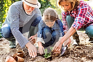 Senior couple with grandaughter gardening in the backyard garden