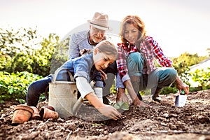 Senior couple with grandaughter gardening in the backyard garden