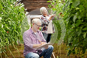 Senior couple growing tomatoes at farm greenhouse