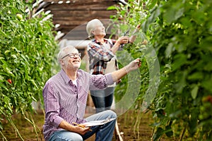 Senior couple growing tomatoes at farm greenhouse