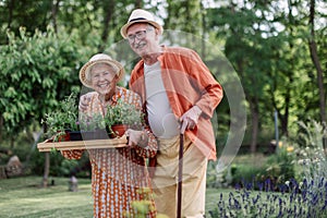 Senior couple harvesting herbs in their garden during summer evening.