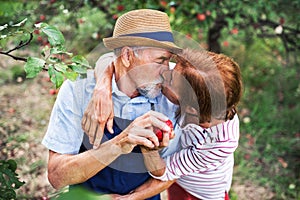 A senior couple in love kissing when picking apples in orchard in autumn.