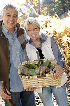 Senior couple picking with basket of ceps photo