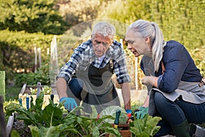 Senior couple picking vegetables