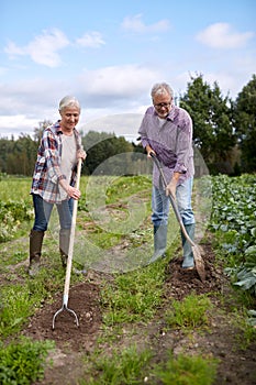 Senior couple with shovels at garden or farm