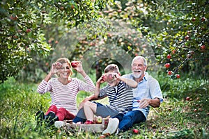 A senior couple with small grandson in apple orchard, having fun.