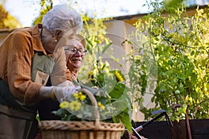 Senior couple taking care of vegetable plants in urban garden, gardening in community garden in their apartment complex