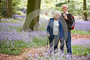 Senior Couple Walking Through Bluebell Wood