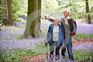 Senior Couple Walking Through Bluebell Wood