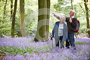 Senior Couple Walking Through Bluebell Wood