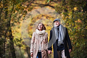 Senior couple walking in a forest in an autumn nature, holding hands.