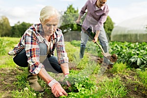 Senior couple working in garden or at summer farm