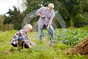 Senior couple working in garden or at summer farm