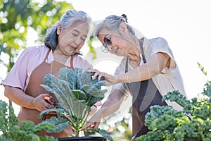 senior couple working together with vegetables in the garden