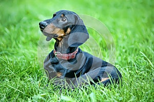 Senior Dachshund