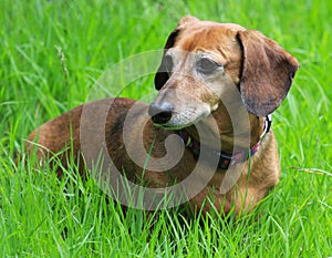 Senior Dachshund