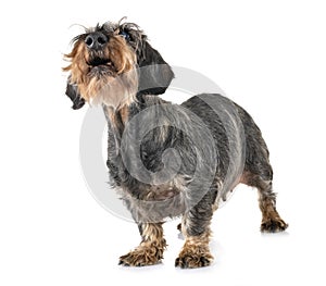 Senior dachshund in studio