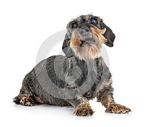 Senior dachshund in studio