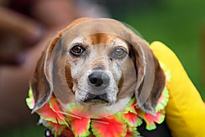 Senior Dachshund Wearing Lei Looks Out