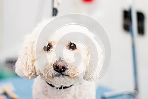 Senior dog Bichon with nose depigmentation at the salon