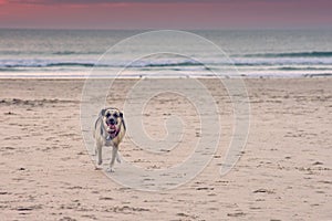 Senior dog running on sand